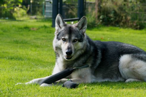 Hundespielzeug | Wurfspiel mit Griffen | Apportier-Dummy mit 2 Griffen | Größe XL für große Hunde | OEKO-TEX® STANDARD 100