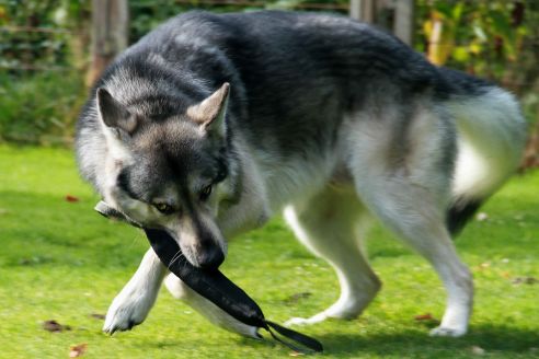Hundespielzeug | Wurfspiel mit Griffen | Apportier-Dummy mit 2 Griffen | Größe XL für große Hunde | OEKO-TEX® STANDARD 100