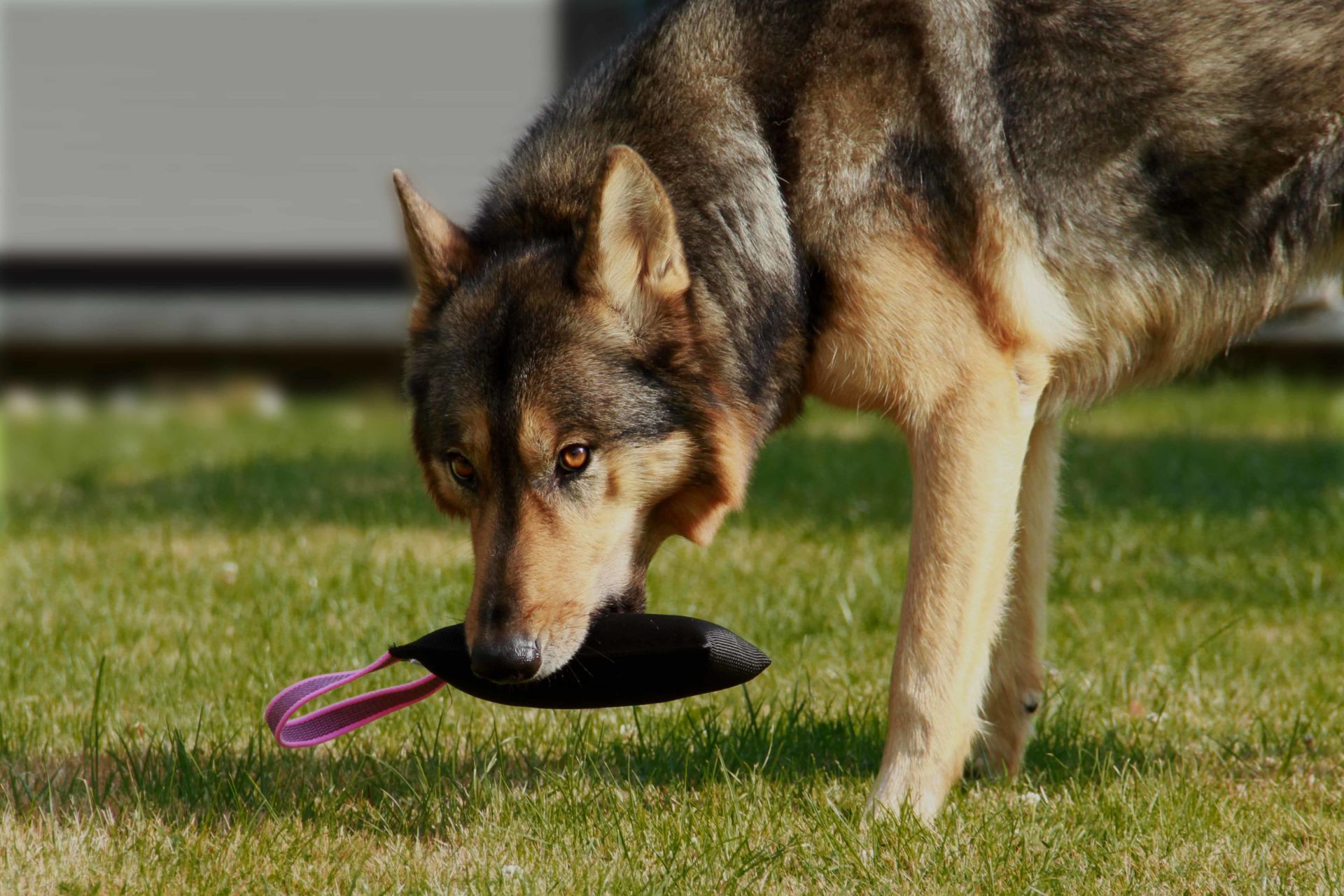 Hundespielzeug | Wurfspiel mit Griff | Apportier-Dummy | Größe L für mittelgroße bis große Hunde | OEKO-TEX® STANDARD 100 Hundespielzeug | Wurfspiel mit Griff | Apportier-Dummy | Größe L für mittelgroße bis große Hunde | OEKO-TEX® STANDARD 100