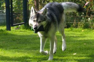 Hundespielzeug | Wurfspiel mit Griff | Apportier-Dummy | Größe M für mittelgroße Hunde | OEKO-TEX® STANDARD 100