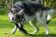 Hundespielzeug | Wurfspiel mit Griffen | Apportier-Dummy mit 2 Griffen | Größe XL für große Hunde | OEKO-TEX® STANDARD 100
