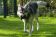 Hundespielzeug | Wurfspiel mit Griff | Apportier-Dummy | Größe M für mittelgroße Hunde | OEKO-TEX® STANDARD 100 Hundespielzeug | Wurfspiel mit Griff | Apportier-Dummy | Größe M für mittelgroße Hunde | OEKO-TEX® STANDARD 100
