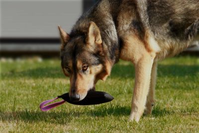 Hundespielzeug | Wurfspiel mit Griff | Apportier-Dummy | Größe L für mittelgroße bis große Hunde | OEKO-TEX® STANDARD 100 Hundespielzeug | Wurfspiel mit Griff | Apportier-Dummy | Größe L für mittelgroße bis große Hunde | OEKO-TEX® STANDARD 100